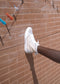 A leg wearing a white TH0015 by Sofia sneaker, handcrafted in Portugal, extends horizontally against a brick wall. Clotheslines with clothespins are seen in the background.